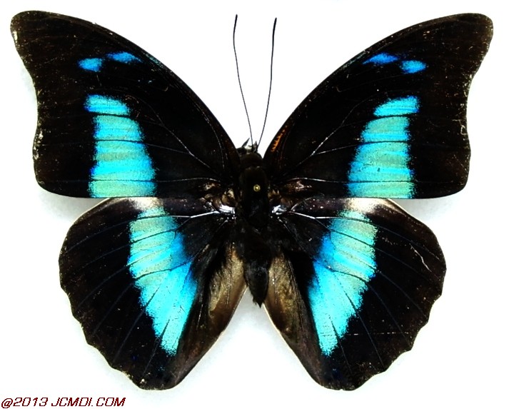 Prepona ssp